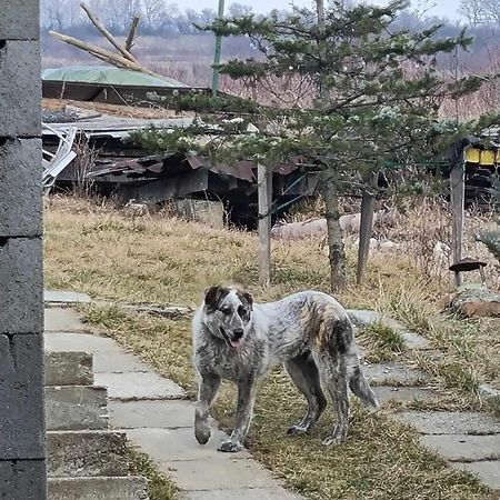 Pensiunea Agroturistica Casa Sirca Boghiş Zewnętrze zdjęcie