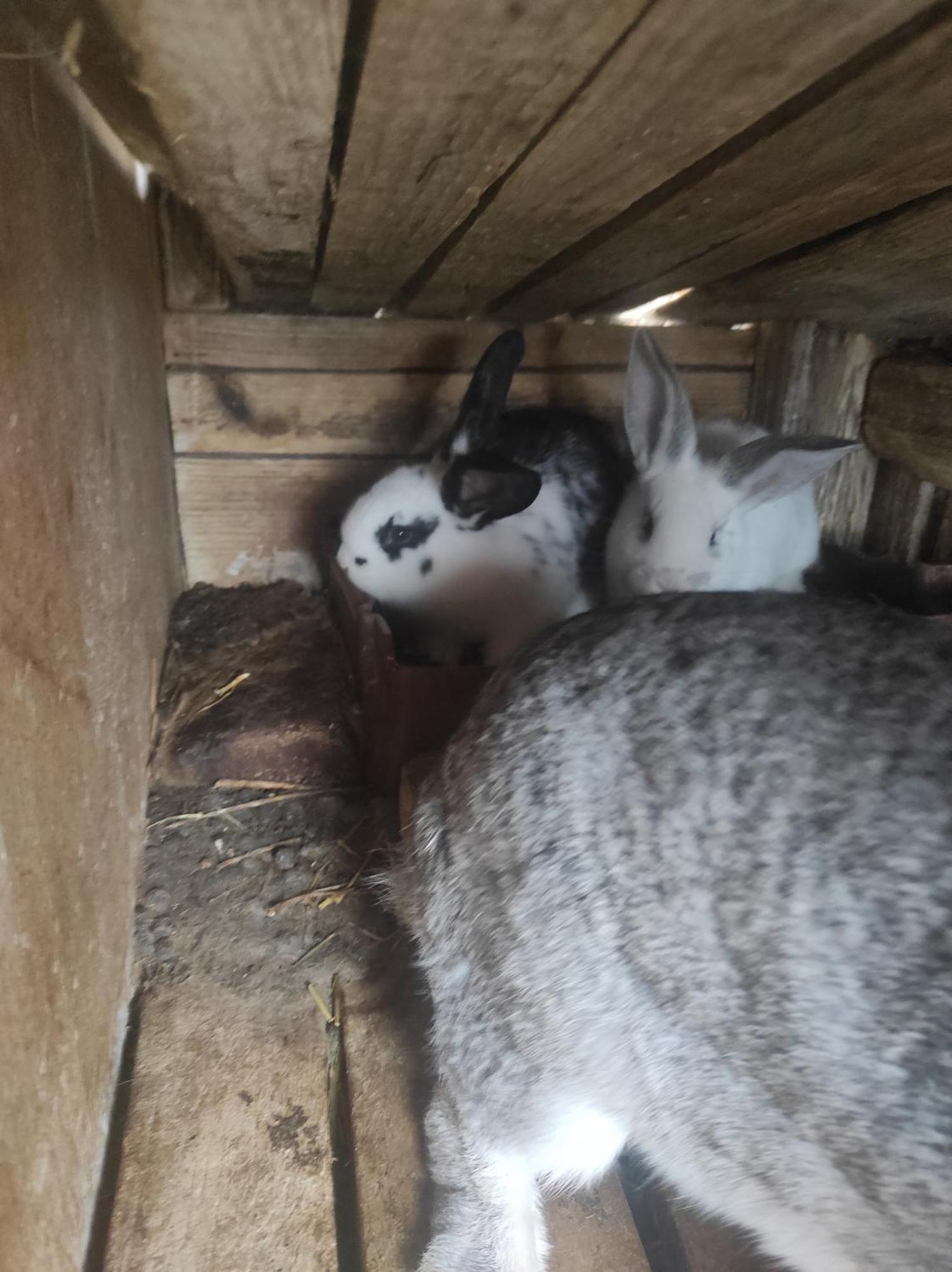 Pensiunea Agroturistica Casa Sirca Boghiş Zewnętrze zdjęcie
